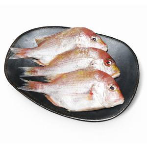 제주 황돔 3마리 3팩 (200-300g/팩, 냉동)