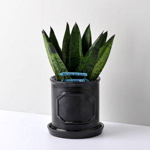 가꾸지오 로마주원형(대)-하니스투키