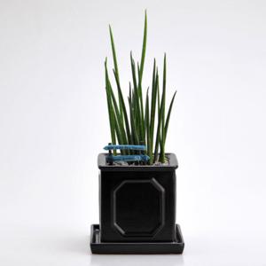 가꾸지오  로마주사각(대)-슬림스투키