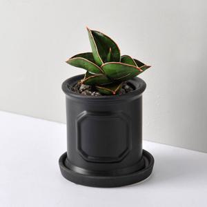 가꾸지오  로마주원형(소)-티아라스투키