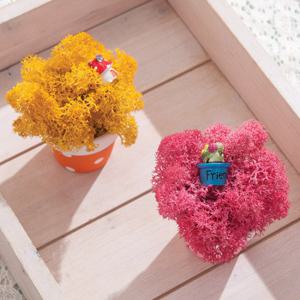 스칸디아모스 공기정화식물 화분 땡땡이 set 9cm (2개입) 4컬러 인테리어 천연 이끼 장식 소품