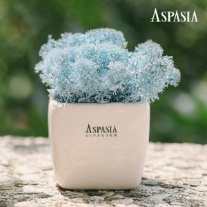 미뇽싱글 쁘띠모스화분(5종 택1) -스칸디아모스,공기정화