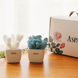 메플레르 더블 산호+모스 화분세트 -스칸디아모스,공기정화