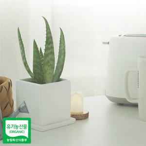 유기농 생알로에 사포나리아 모종 3개 미세먼지 공기정화