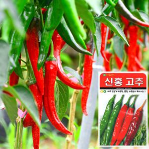 신홍고추 씨앗 (100립)  채소씨앗 야채씨앗 허브 새싹 과일