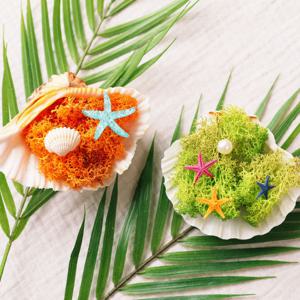 조개 속 바다 스칸디아모스 화분-습기제거,공기정화,미니화분