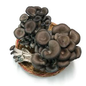 [오창농협] 친환경 느타리버섯 300g