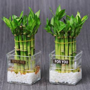 [행복한세상]개운죽원통1단2p+사각유리화기2p