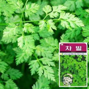 (허브) 챠빌 씨앗 (50립)  허브씨앗 꽃씨앗 새싹씨앗