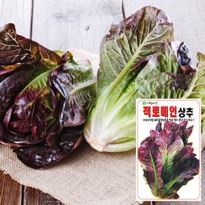 적로메인 씨앗 (1000립)  야채씨앗 채소씨앗 상추
