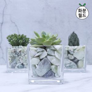 화분월드 인테리어 정원 화분 장식 돌 옥자갈 1.5kg