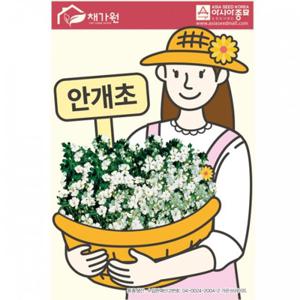 아시아종묘 씨앗 꽃 안개초 1000립