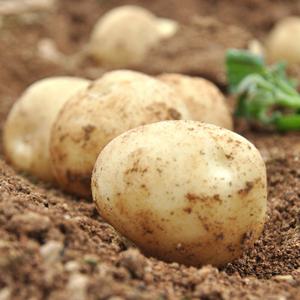 [농협] 수미감자 3kg/특/개당100-150g