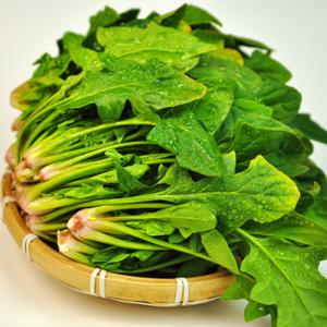 당일수확 남해안 달큰한 햇 시금치 1kg