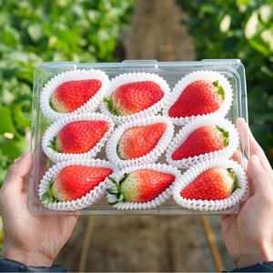 킹스베리 논산딸기 440g(6-12과) 대왕딸기 높은당도 복숭아향 과즙