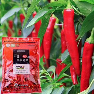 2025년 햇 태양초 영양 고추가루 조미용(보통맛) 2kg