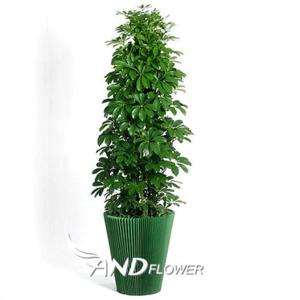 [전국당일배송] 홍콩야자 [개업선물 승진 영전 관엽 식물 분재 이전 공기정화식물 취임 개원 행사 집들이 당일배송][앤드플라워]