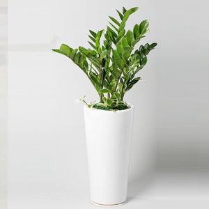 [전국당일배송] 금전수(VIP) [개업선물 승진 영전 관엽 식물 분재 이전 공기정화식물 취임 개원 행사 집들이 당일배송][앤드플라워]