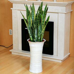 [전국당일배송] 웰빙산세베리아(화이트) [개업선물 승진 영전 관엽 식물 분재 이전 공기정화식물 취임 개원 행사 집들이 당일배송][앤드플라워]