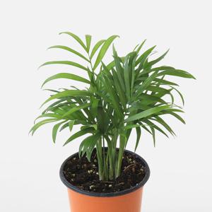 마이플랜트 테이블야자 소형 관엽식물 키우기쉬운 실내공기정화 인테리어 반려 식물