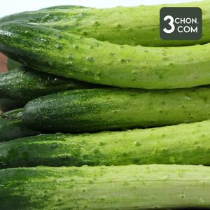 [삼촌밥먹자] 수분의 여왕 백 오이(특) 3kg