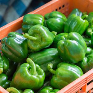 국내산 피망 청피망 1kg