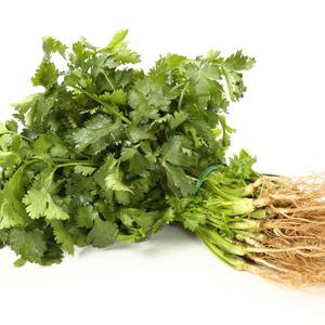 산정마을 국내산 고수 1단 300g내외