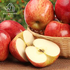 [웰굿] 경북직송 가정용 부사 사과 5kg(18과내,대과)