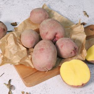 [산지직송] 함안 포슬포슬 카스테라감자 홍감자(중대) 3kg