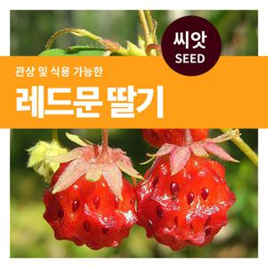 마이플랜트 레드문 딸기 씨앗 100립