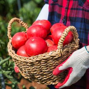 Fresh 완숙 찰토마토 2kg 소과