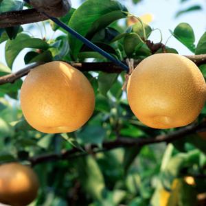 가정용 나주배 5kg 신고 원황 햇배 흠집배 가정용 5kg (8-10과)