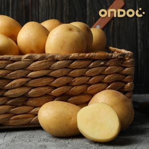 [온도씨]국내산 노지 수미 햇 감자 1kg 특