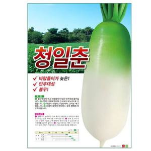 아시아종묘 씨앗 무 청일춘 2000립