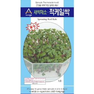아시아종묘 씨앗 새싹 적케일싹 30g