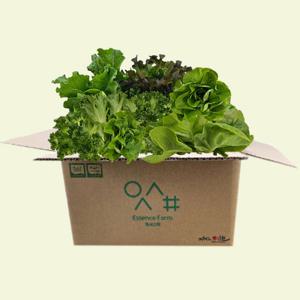 산지직송 유러피안 샐러드 야채 1kg 로메인 상추 버터헤드 모듬쌈 쌈채소