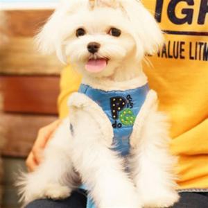 패리스독 강이지 리드줄 하네스 애견 개줄 패딩 블루