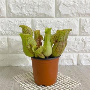 퍼포리아 사라세니아 퍼포리아 벌레먹는식물