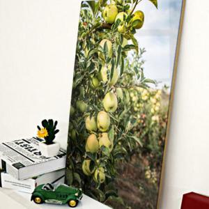 아트박스/꾸밈 ts030-아크릴액자_풋사과나무(대형)