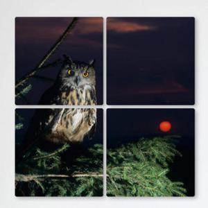 아트박스/꾸밈 tf237-멀티액자_어둠속부엉이