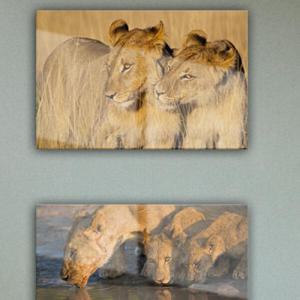 아트박스/꾸밈 pa436-아크릴액자_밀림의왕사자(대형)