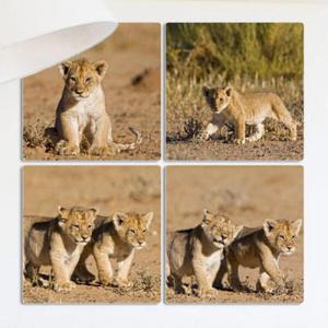 아트박스/꾸밈 cf500-멀티액자_아기사자