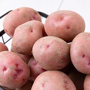 [맛딜] GAP인증 국내산 포슬포슬 카스테라 홍감자 10kg (중소)