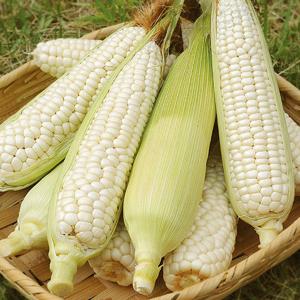 삶은 대학 찰옥수수(냉동 15cm 이상) 3입x3세트