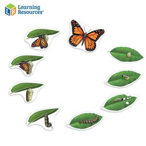 LER6043 나비 특대형자석 한살이 과학실험 학습교구 과학교구 과학실습 과학