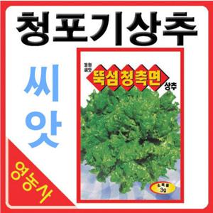 뚝섬청축면씨앗 3g- 뚝섬상추씨앗 청포기상추씨앗