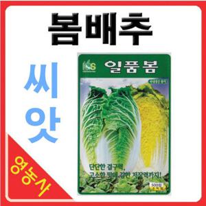 일품봄배추씨앗 500립- 봄배추 봄배추씨