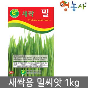 새싹밀씨앗1kg 밀씨앗 씨앗 재래종 학습재배용 밀씨