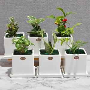 가꾸지오 공기정화식물 사각화이트화분6P세트