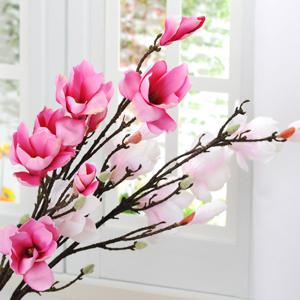 가꾸지오 목련가지